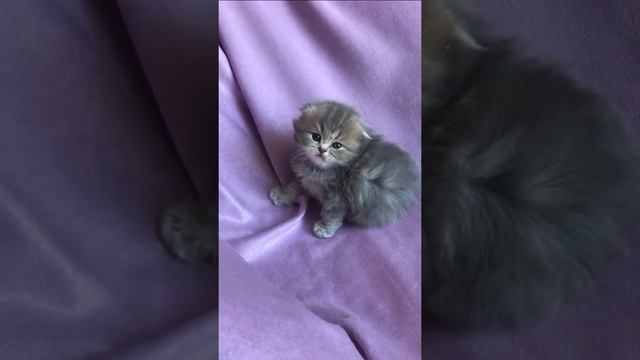 Красавица Хайленд Фолд смотреть онлайн