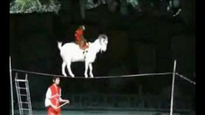 Канатоходец - козёл!