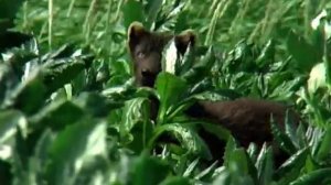 Остров голубых песцов. Часть 1.