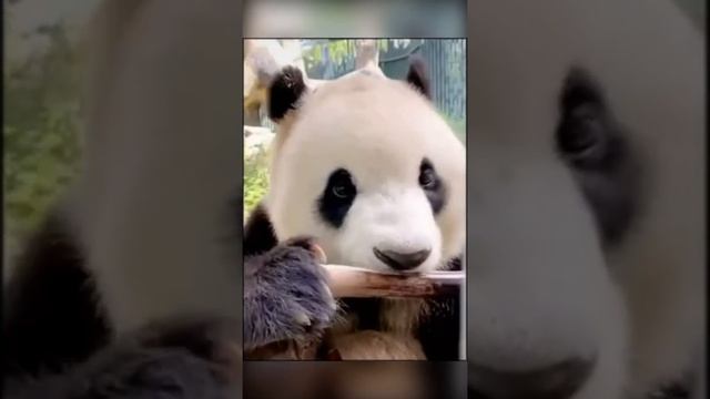 Как едят панды ? How pandas eat #Shorts