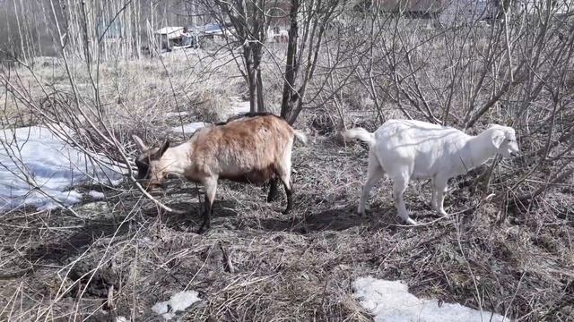 Коза беременная 3.5 месяца ? смотреть онлайн