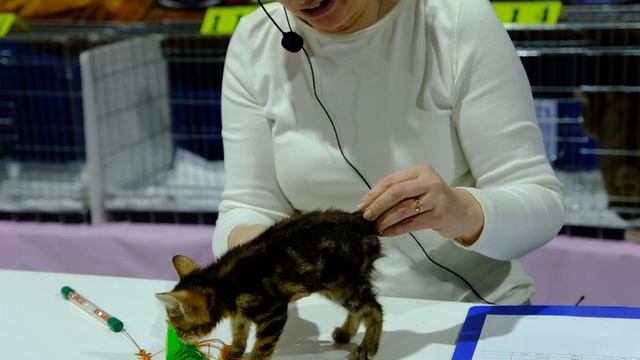 "Международная выставка кошек "Осенний вернисаж - 2023".