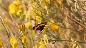 "Butterfly" -- by Nancy Kopman