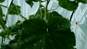 Грибковые заболевания огурцов. Аскохитоз. Лечение при помощи триходермы вериде