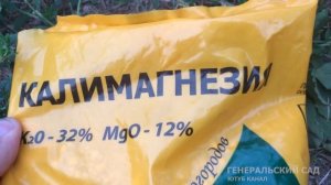 Сделайте Это со Смородиной в Сентябре для Супер Урожая на след. год!