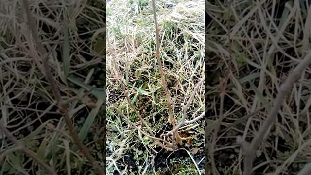 Фундук крымский крупный. Размножаю рубонкой. смотреть онлайн