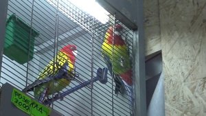 Самец попугая розеллы кормит самочку. / A male rosella parrot feeds a female.