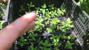 Результат укоренения гортензии метельчатой почкой.