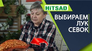 Как выбрать лук севок Сохраняем севок до посадки