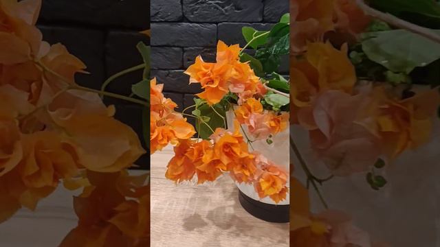 Бугенвиллия Дабл Оранж / Bougainvillea Double Orange #растения #flowers #plants