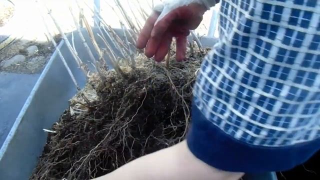 Пересадка древовидной гортензии. Деление куста.