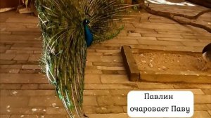 Как кричит павлин.Павлин распускает свой хвост.