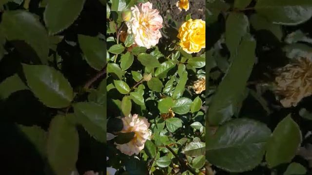 роза Жорж Данжан смотреть онлайн