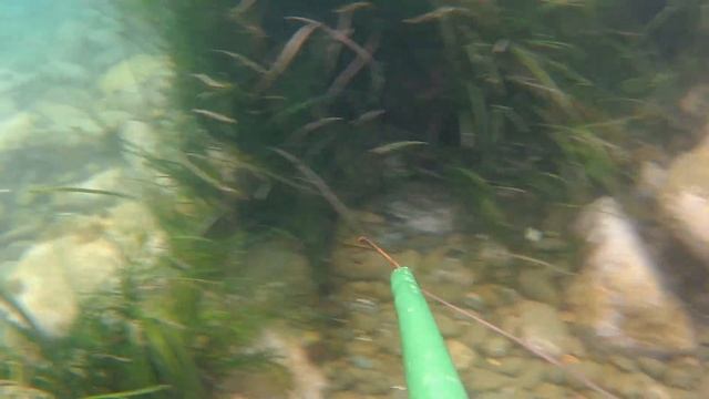 Подводная охота ! Ловим Осьминога ! смотреть онлайн