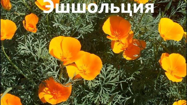 ??? Цветы без рассады- однолетники - ландшафтный дизайн своими руками смотреть онлайн