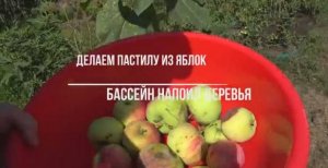 СИБИРЯКИ НА КУБАНИ? ДЕЛАЕМ ПАСТИЛУ? БАССЕЙН НАПОИЛ ДЕРЕВЬЯ? КАК ПРОМЫТЬ ШЛАНГИ ОТ ЗЕЛЕНИ?