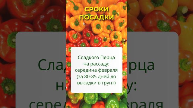 Сроки посадки сладкого перца #перец #перецболгарский #перецсладкий #рассада #рассадаперцев