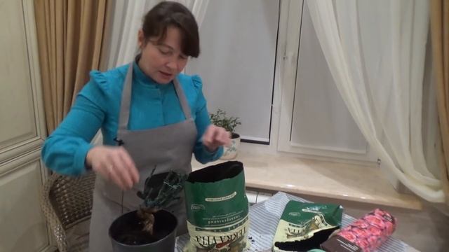 Как сохранить РОЗУ из КОРОБКИ до посадки? Качество САДОВЫХ РОЗ в КОРОБКАХ. Покупать или НЕТ?