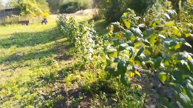 Собираюсь ехать на дачу собирать малину смотреть онлайн