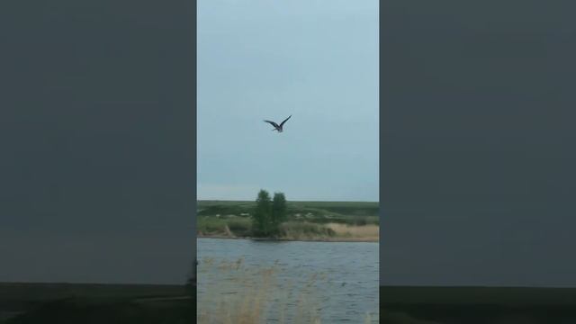 Орел поймал рыбу (Eagle catch fish)