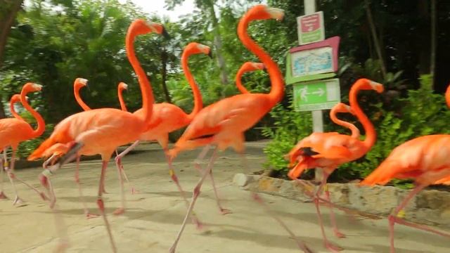 Nassau Paradise Island | Ardastra Gardens and Zoo