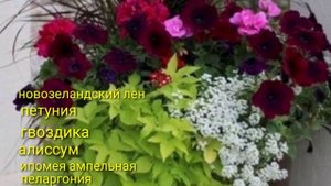 ЦВЕТОЧНЫЕ КОМПОЗИЦИИ В УЛИЧНЫХ ВАЗОНАХ.