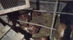 Первый снег,первое яйцо без скорлупы)))