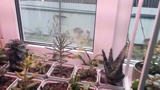 Семена Алтая. Прислали !!!! НЕ ТО,ЧТО ХОТЕЛА! И семена купленные в садовом магазине.