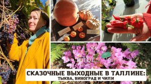 ЭСТОНИЯ / Выставка моих тыкв, эстонский виноград, коллекция чили и прекрасный ботанический сад