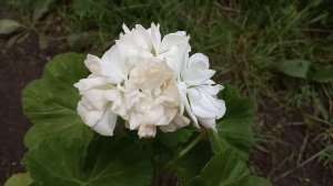 Пеларгония Мэри (Kronprinsesse Mary)