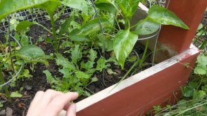 Гидропоника ??? Обзор томатов, перца, огурца | Dutch Bucket #2 ??? Май. #3