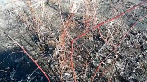 Утраиваем урожай малины. Сделайте это с малиной весной! Весенние работы в малиннике..mp4