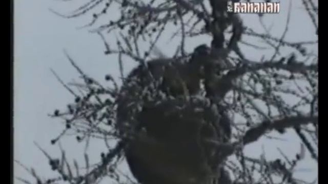 Охота с лайкой в Якутии смотреть онлайн