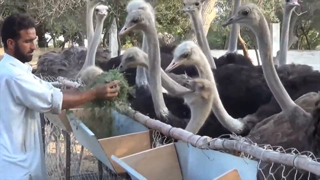 Доклад о страусах. 3 класс. смотреть онлайн