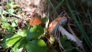 Поход за грибами в лес И тот самый звук срезаемого гриба!!! Как найти грибное место? Поиск грибов.