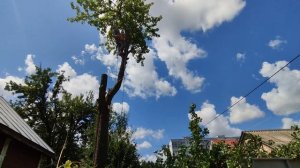 ОГРОМНАЯ ГРУША! Как аккуратно спилить частями?