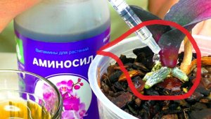 РЕАНИМАЦИЯ орхидеи Аркс Рей. НЕОЖИДАННОЕ применение удобрения АМИНОСИЛ,  для СУИЦИДАЛЬНОЙ ОРХИДЕИ...
