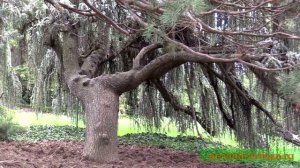 Никитский ботанический сад, Парад тюльпанов, Экскурсия из Алушты