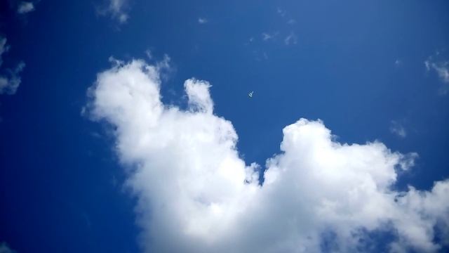 Посадка черноголовой лето 14г Голуби бойные бакинцы. смотреть онлайн