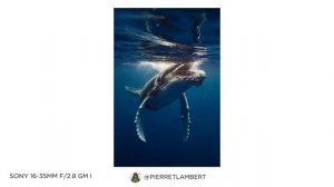 Don't Get The NEW Sony 16-35mm F/2.8 GM II