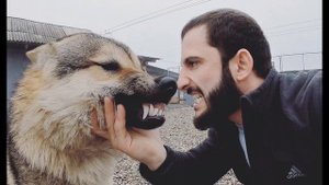 Клип про Агопа и Аяврика (Питбули драгон лайф)