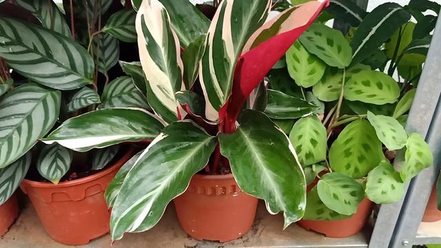 Calathea Triostar Stromanthe Plant Care Tips смотреть онлайн