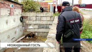 Лось в городе