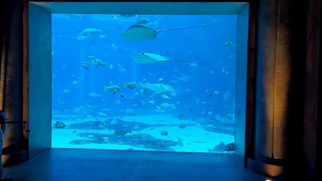 Lost Chambers, Dubai, The Palm, Atlantis смотреть онлайн