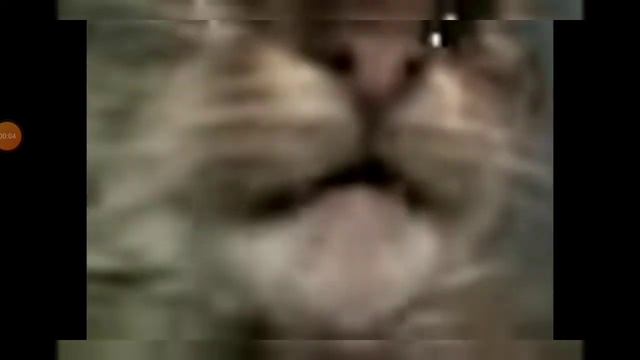 кіт поёт гимн ссср😂 смотреть онлайн