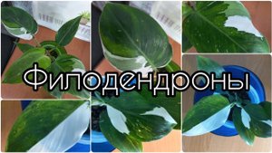 #ФИЛОДЕНДРОН #ЗИМА и #ВАРИЕГАТНОСТЬ ? #растения в холодное время года?Белая Принцесса?Вайт Визард