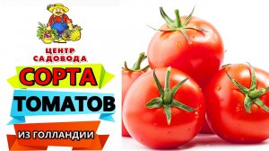 ЛУЧШИЕ СЕМЕНА ТОМАТОВ 2022 ГОДА! Голландские сорта и гибриды.