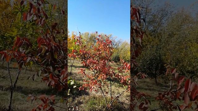 Pomul de stafide – Merisor de miere (Amelanchier lamarckii) Culoare toamna in gradina