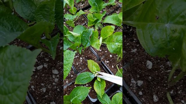 Укорененные черенки крупнолистной гортензии смотреть онлайн