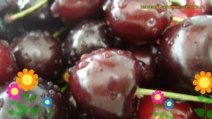 Черешня гибридная Оленька. Краткий обзор, описание характеристик prunus avium Olenka